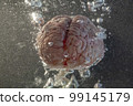 Brain floating in a tank of water with bubbles 99145179
