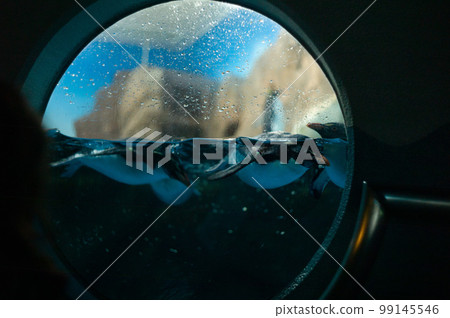 A window 99145546