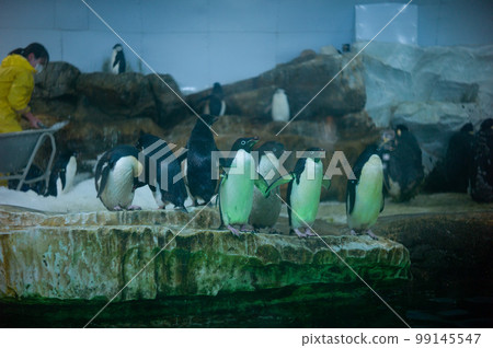 Penguins 99145547