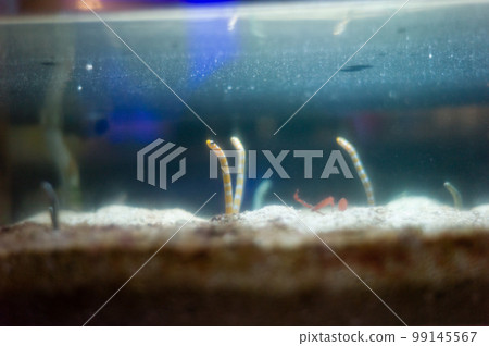 Chinese eel 99145567