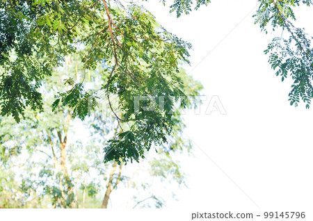 Rain tree or Samanea saman, LEGUMINOSAE MIMOSOIDEAE and sky 99145796