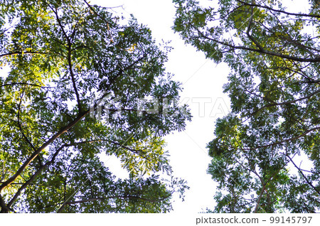 Rain tree or Samanea saman, LEGUMINOSAE MIMOSOIDEAE and sky Rain tree or Samanea saman, LEGUMINOSAE MIMOSOIDEAE and sky 99145797