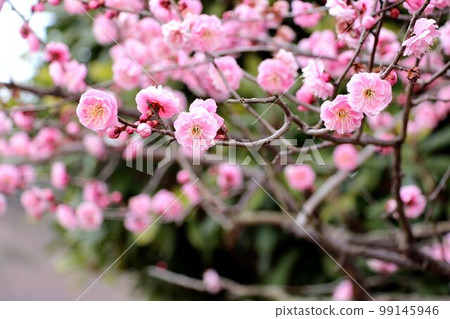 Plum blossoms in the park 99145946