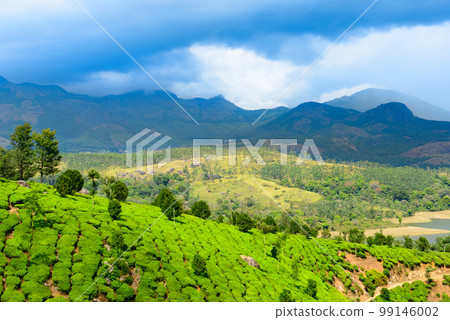 India with hills, green tea plantationserala, 99146002