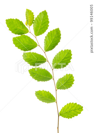 elm twig with green leaves isolated on white 99146005