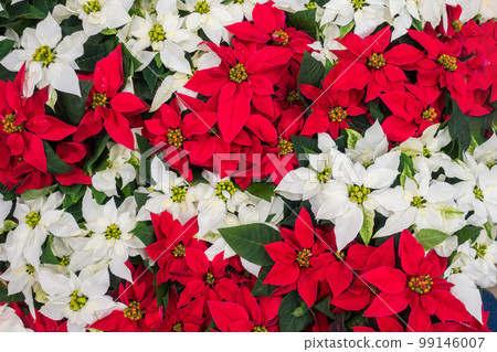 Red and white Poinsettia flowers, Euphorbia  99146007