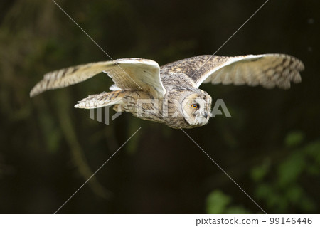 Long-eared owl with wide wings in flight in summer forest. Asio otus. Sunny day in Czech nature Long-eared owl with wide wings in flight in summer forest. Asio otus. Sunny day in Czech nature 99146446
