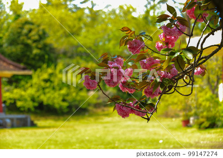 雙櫻花，櫻花，春天，開花，花蕾，花蕾，花語， 99147274