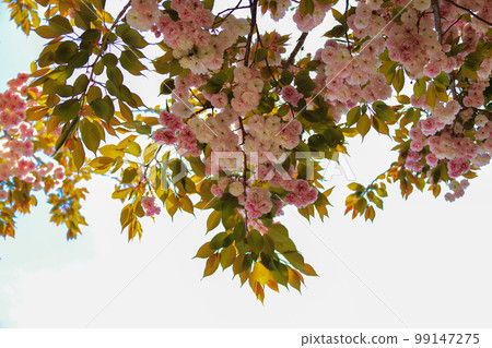 雙櫻花，櫻花，春天，開花，花蕾，花蕾，花語， 99147275