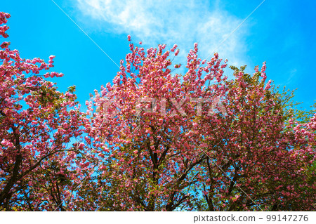 雙櫻花，櫻花，春天，開花，花蕾，花蕾，花語， 99147276