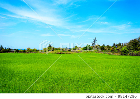 綠色大麥,大麥,村莊,農村風景,領域,種田, 綠色大麥,大麥,村莊,農村風景,領域,種田, 99147280