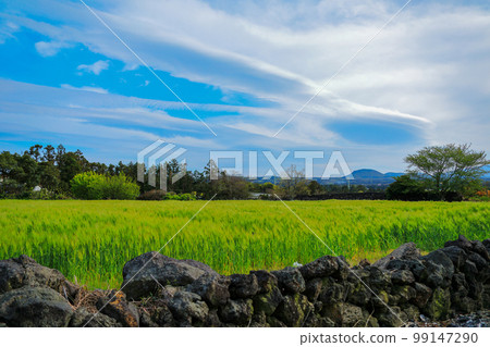 綠色大麥，大麥，村莊，農村風景，領域，種田， 99147290