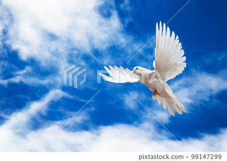Dove in the air with wings wide open in-front of the sky 99147299