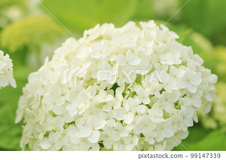 繡球花安娜貝爾 繡球花安娜貝爾 99147339