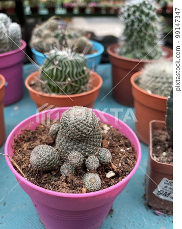 cactus mini in pink pot green plants flowers cactus mini in pink pot green plants flowers 99147347