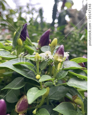 capsicum frutescens bird eye chilli purple yellow green leaf plant capsicum frutescens bird eye chilli purple yellow green leaf plant 99147348