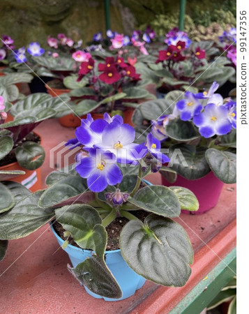 african violet flowers purple red green leaf plants  99147356