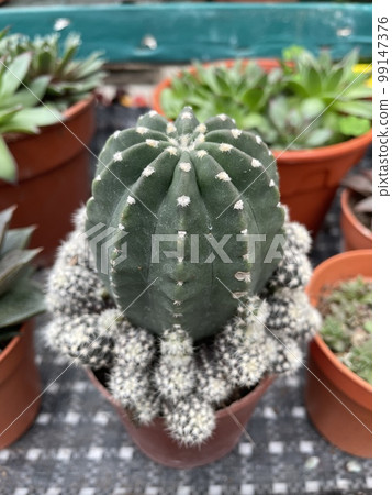 cactus succelents green plant flowers garden cactus succelents green plant flowers garden 99147376