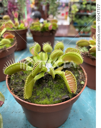 dionea venus flytrap plants mini in clay pot dionea venus flytrap plants mini in clay pot 99147377