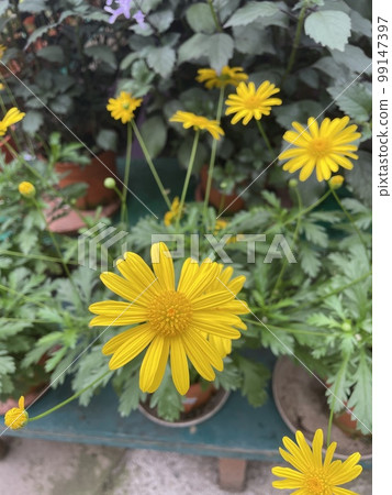 euryops pectinatus yellow daisy green leaf garden plants euryops pectinatus yellow daisy green leaf garden plants 99147397
