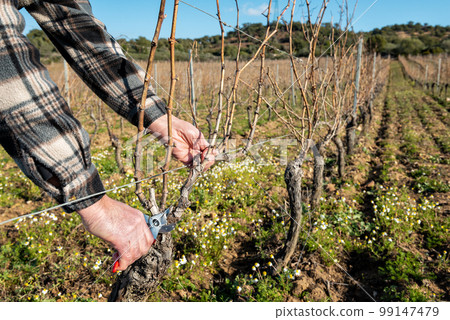 Farmer pruning the vine in winter. Agriculture. 99147479