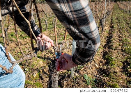 Farmer pruning the vine in winter. Agriculture. 99147482