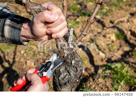 Farmer pruning the vine in winter. Agriculture. Farmer pruning the vine in winter. Agriculture. 99147488
