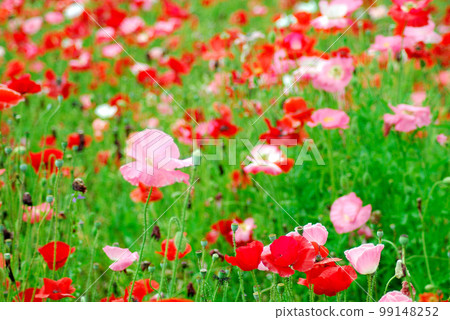 有一天我看到了一個花園 有一天我看到了一個花園 99148252