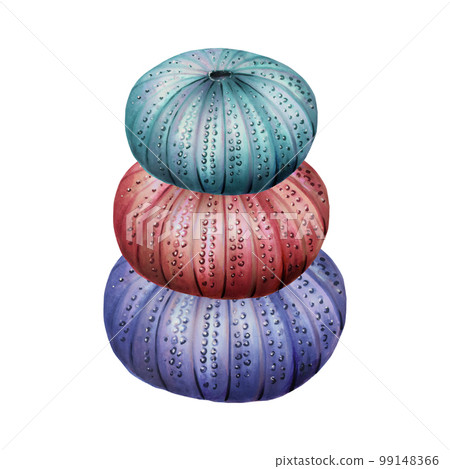 Watercolor composition with sea urchins. Hand painting clipart underwater life objects on a white isolated background. For designers, decoration, postcards, wrapping paper, scrapbooking, covers 99148366