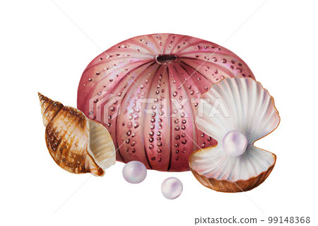 Watercolor composition with sea urchin, pearls and shells. Hand painting clipart underwater life objects on a white isolated background. For designers, decoration, postcards, wrapping paper 99148368