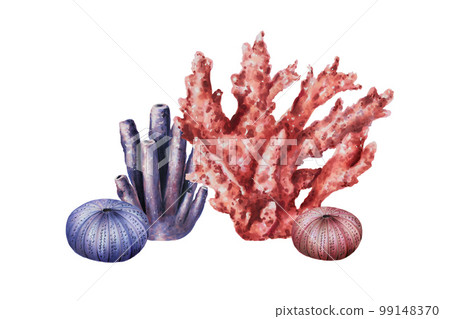 Watercolor composition with sea urchins and corals. Hand painting clipart underwater life objects on a white isolated background. For designers, decoration, postcards, wrapping paper, scrapbooking Watercolor composition with sea urchins and corals. Hand painting clipart underwater life objects on a white isolated background. For designers, decoration, postcards, wrapping paper, scrapbooking 99148370