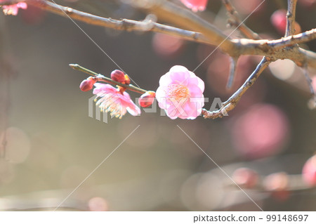 紅梅、紅梅、早春梅、盛開的紅梅 99148697