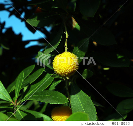 Strawberry tree Arbutus fruit against the blue sky close up, unusual shrub, Spain 99148933