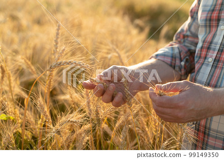 The hand touches the ears of wheat. Farmer in a wheat field. Rich harvest concept The hand touches the ears of wheat. Farmer in a wheat field. Rich harvest concept 99149350