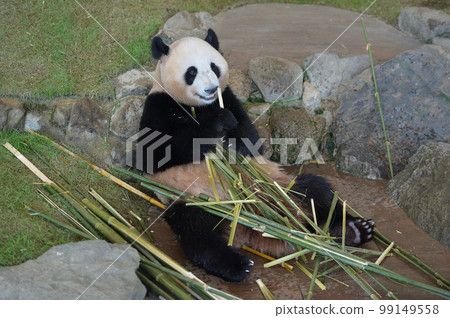 Yuhama eating bamboo deliciously 99149558