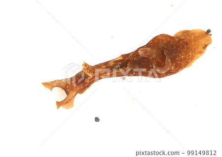 Aplysia Aplysia 99149812