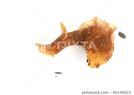 Aplysia Aplysia 99149823