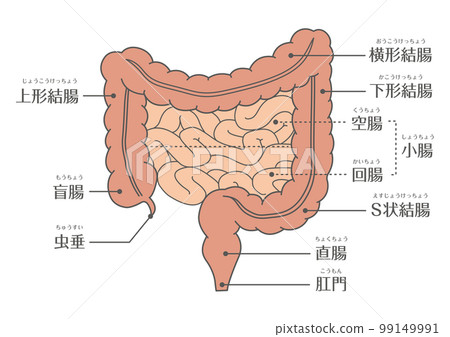 人體_腸道結構（大腸/小腸） 99149991