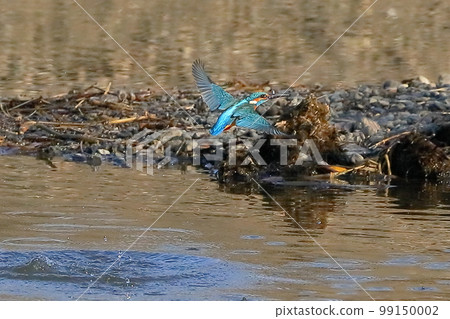 Koshibe River, Kawashima-cho, Hiki-gun, Saitama Prefecture, where the swan flies from the Koshibe River A kingfisher that came out after jumping into the river to catch small fish for food in the water 99150002