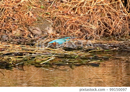 Koshibe River Swan landing place in Kawashima Town, Hiki District, Saitama Prefecture Kingfisher gliding at low altitude on the surface of the river Koshibe River Swan landing place in Kawashima Town, Hiki District, Saitama Prefecture Kingfisher gliding at low altitude on the surface of the river 99150097