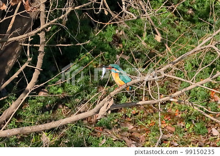 A kingfisher that perches on a branch of the river and eats small food fish at the Oppe River swan landing site in Kawajima-cho, Hiki-gun, Saitama Prefecture. A kingfisher that perches on a branch of the river and eats small food fish at the Oppe River swan landing site in Kawajima-cho, Hiki-gun, Saitama Prefecture. 99150235