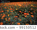  花園 99150512