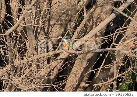 Kawashima Town, Hiki-gun, Saitama Prefecture, Koshibe River Swan Landing Area Kingfishers perch on the branches of the riverbed and eat large prey of small fish 99150622