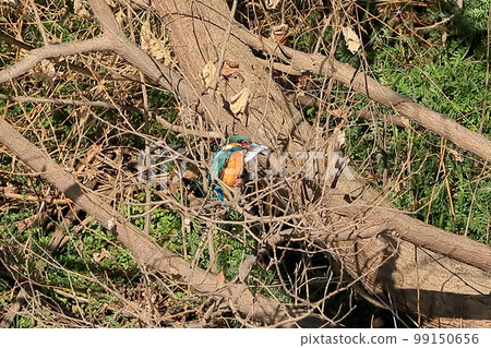 Kawashima Town, Hiki-gun, Saitama Prefecture, Koshibe River Swan Landing Area Kingfishers perch on the branches of the riverbed and eat large prey of small fish 99150656