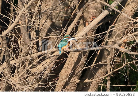 Kawashima Town, Hiki-gun, Saitama Prefecture, Koshibe River Swan Landing Area Kingfishers perch on the branches of the riverbed and eat large prey of small fish 99150658