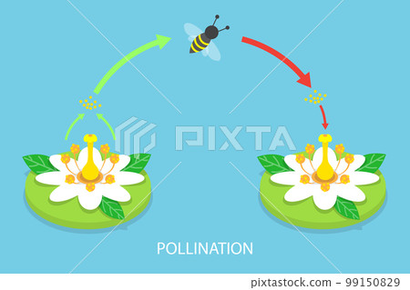 3D Isometric Flat Vector Conceptual Illustration of Pollination Process Diagram 3D Isometric Flat Vector Conceptual Illustration of Pollination Process Diagram 99150829