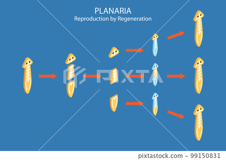3D Isometric Flat Vector Conceptual Illustration of Planaria Regeneration 3D Isometric Flat Vector Conceptual Illustration of Planaria Regeneration 99150831