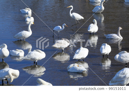 Shiratori Haikochi, Kawashima-cho, Hiki-gun, Saitama Prefecture A flock of tundra swans resting in the river and a white heron Shiratori Haikochi, Kawashima-cho, Hiki-gun, Saitama Prefecture A flock of tundra swans resting in the river and a white heron 99151011
