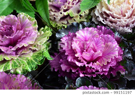 Vegetables similar to kale: habotan, leaf button Vegetables similar to kale: habotan, leaf button 99151197