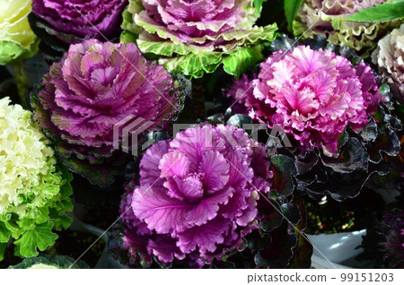 與羽衣甘藍相似的蔬菜：羽衣甘藍、葉扣 99151203